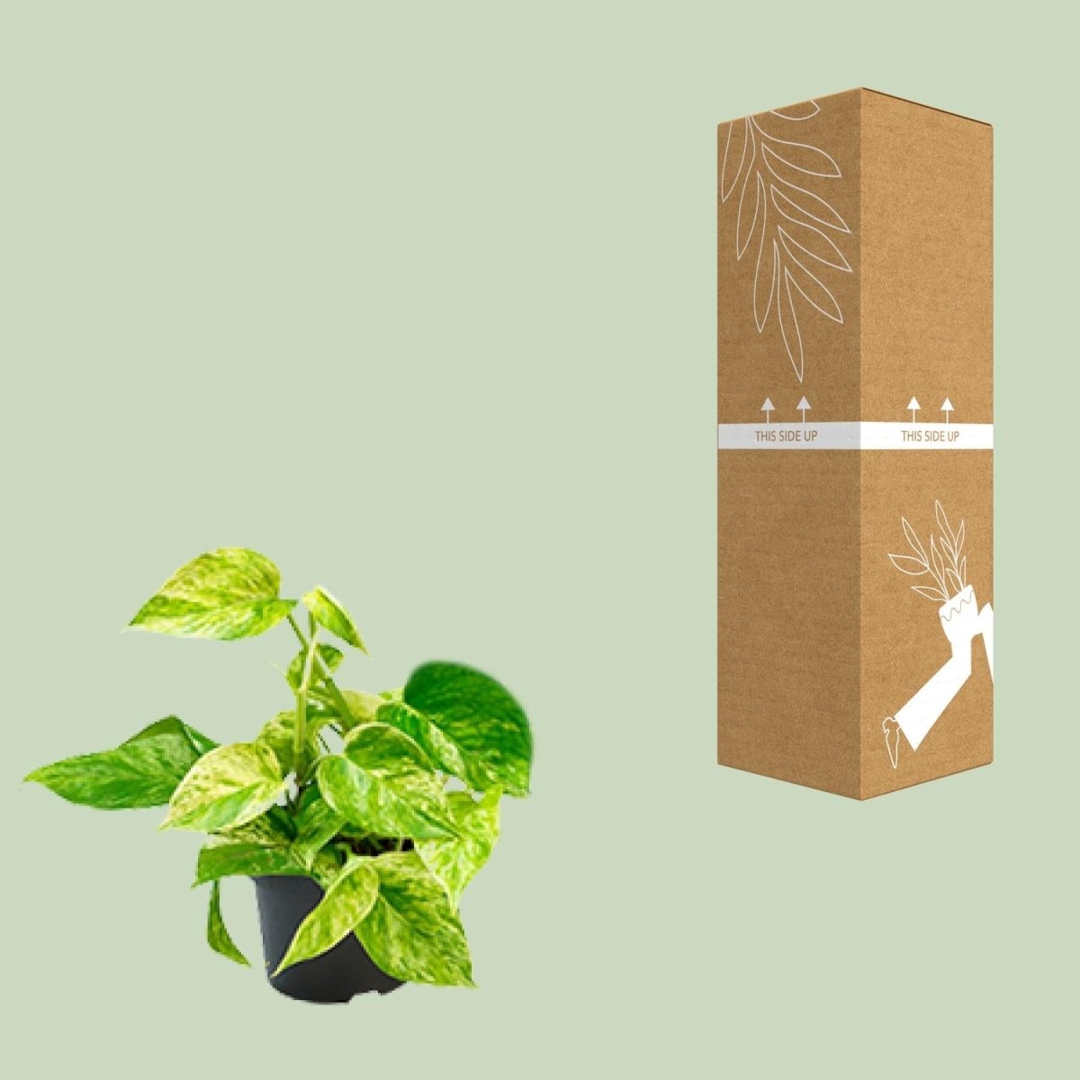 Epipremnum Marble Queen - Scindapsus - Ø15cm - ↕25cm - Ø12 - ↨15cm - Wurzelwerk Design