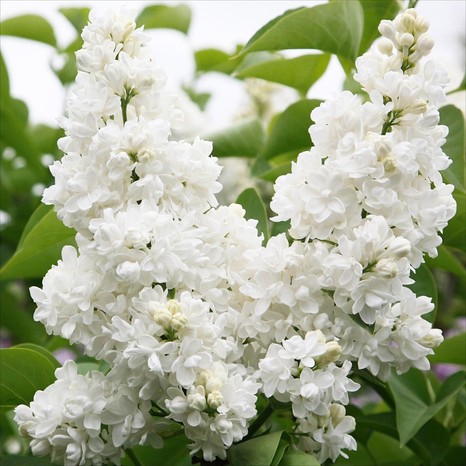 Weiße Syringa vulgaris Mme Lemoine Pflanze in Topf, Everspring, Höhe 45cm, robust und blühfreudig