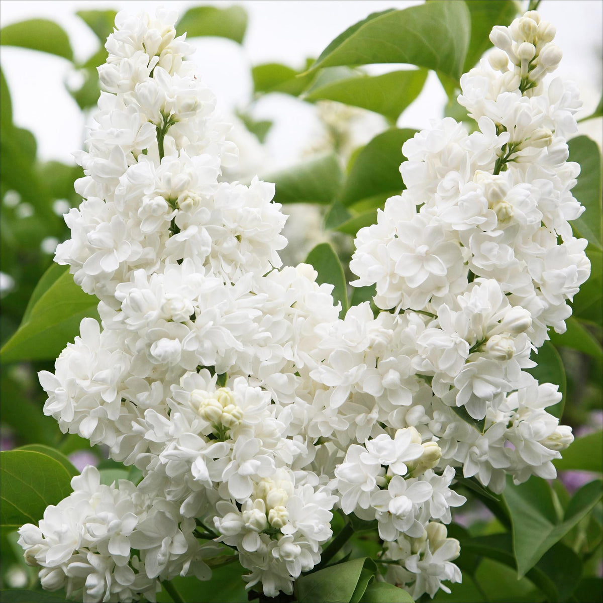 Weiße Syringa vulgaris Mme Lemoine Pflanze in Topf, Everspring, Höhe 45cm, robust und blühfreudig
