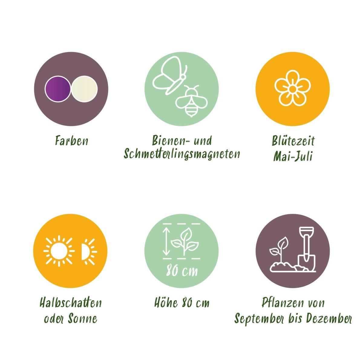 Blumenzwiebeln Allium Purple White Mix | 15 Stück Lila &amp; Weiß – Zwiebelgröße 10/12 – XXL Pack - Wurzelwerk Design