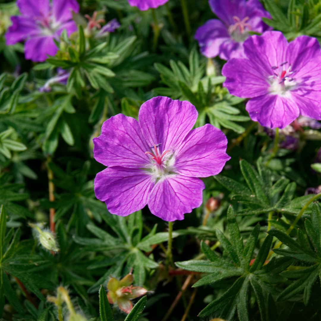 6x Geranium sanguineum - ↕10-25cm - Ø9cm