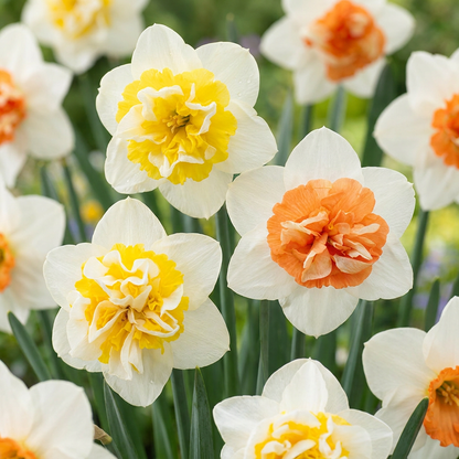 Narzisse Macaron Bloss – Narcissus online kaufen | 10 bis 80 Blumenzwiebeln, weiß-gelb &amp; auffällig – Wurzelwerk Design