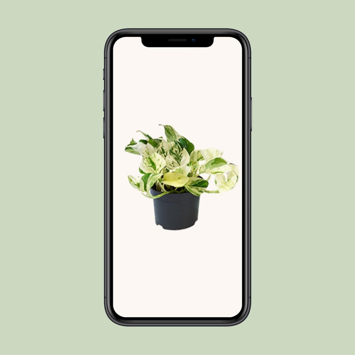 PROMO - Epipremnum Happy Leaf - Scindapsus - Ø12cm - ↕15cm - Wurzelwerk Design