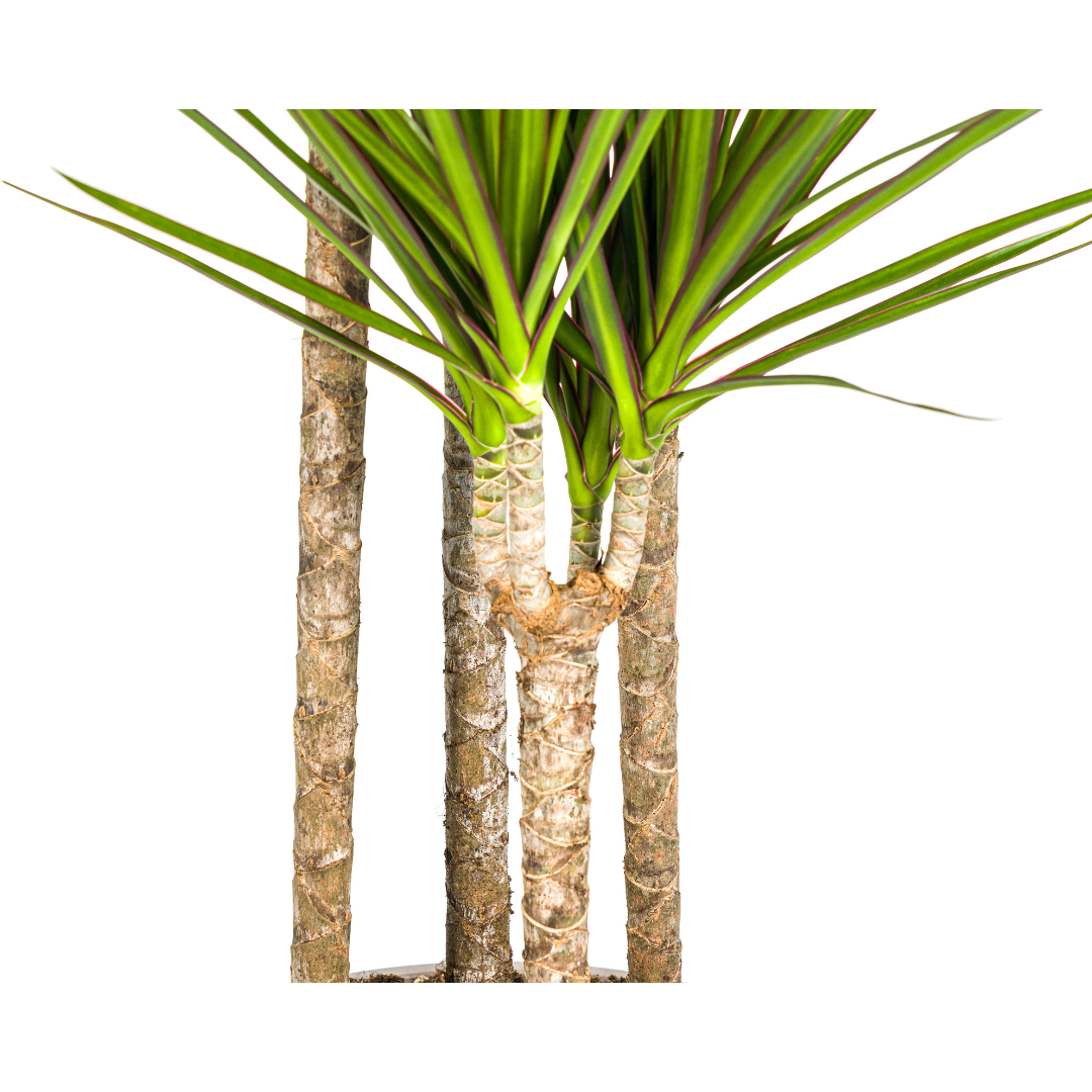 Dracaena Marginata ‘Green’ - Ø 27 cm - 170 - 190 cm - Wurzelwerk Design