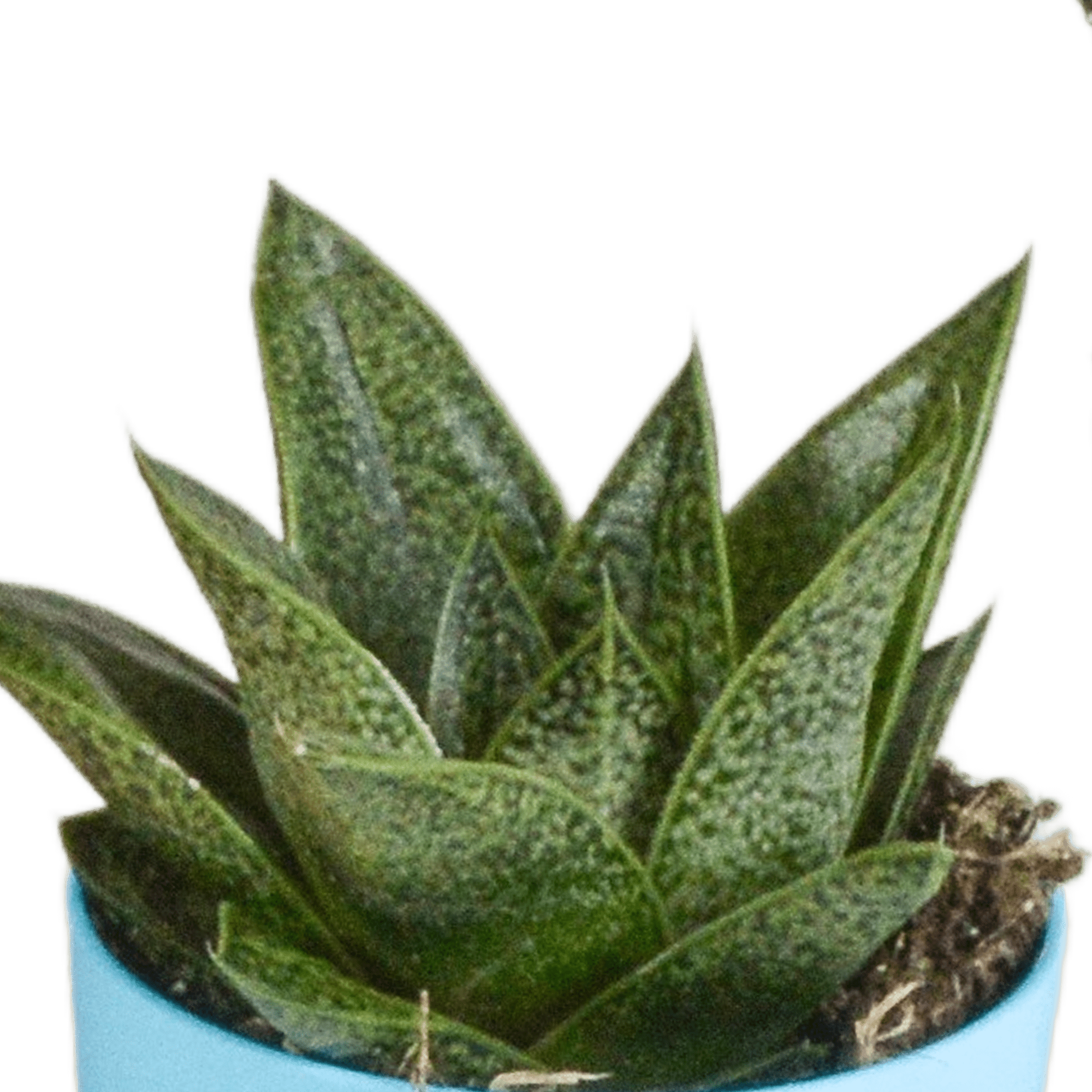 Fünf Everspring Gasteria und Haworthia Pflanzen in bunten Kunststofftöpfen, Durchmesser ca. 5,5 cm, Nahaufnahme