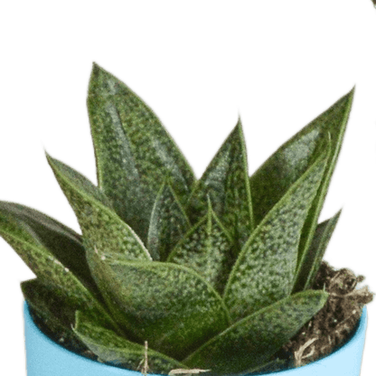 Fünf Everspring Gasteria und Haworthia Pflanzen in bunten Kunststofftöpfen, Durchmesser ca. 5,5 cm, Nahaufnahme