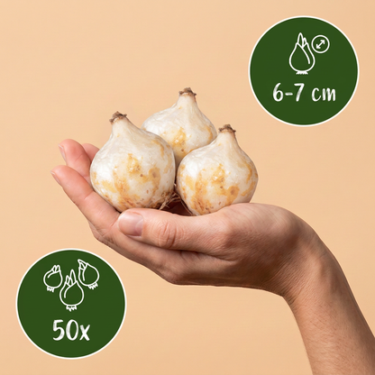 Weiße Traubenhyazinthe – Muscari White Magic online kaufen | 50 bis 400 Blumenzwiebeln, reinweiß &amp; verwildernd – Wurzelwerk Design