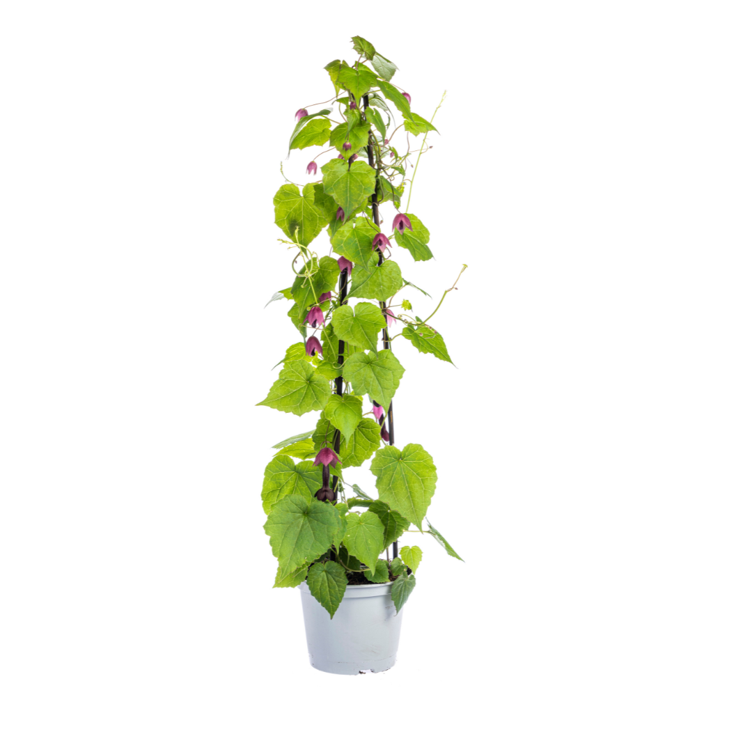 4er-Mix Kletterpflanzen | Rhodochiton, Cobea, Lathyrus &amp; Ipomoea – Ø13 cm – 60 cm