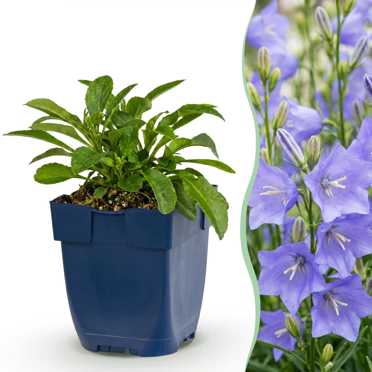 Pfirsichblättrige Glockenblume kaufen | Campanula persicifolia, blau