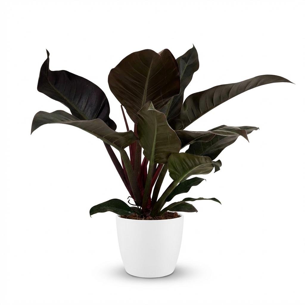 Philodendron Imperial Red kaufen | Zimmerpflanze – Topf Ø 19 cm, Höhe 60 cm - Wurzelwerk Design
