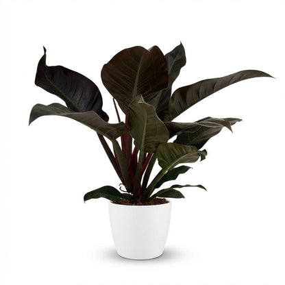 Everspring Philodendron Imperial Red Zimmerpflanze in Topf mit 19 cm Durchmesser und 60 cm Höhe, rote Blätter, grüne Pflanze