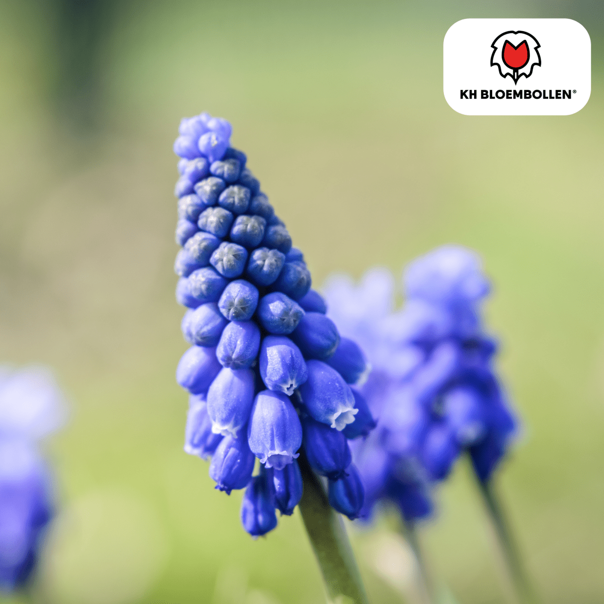 Muscari Blue Moon – 20 Stück | Zarte Traubenhyazinthen - Wurzelwerk Design