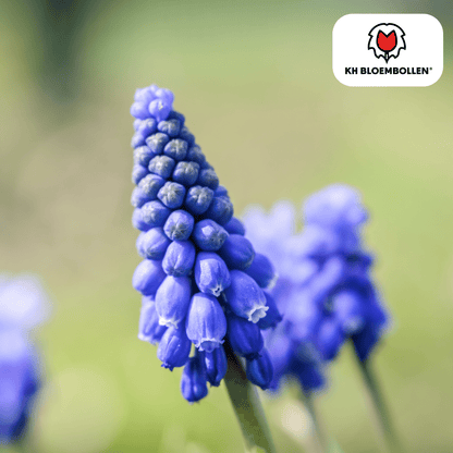 Muscari Blue Moon – 20 Stück | Zarte Traubenhyazinthen - Wurzelwerk Design