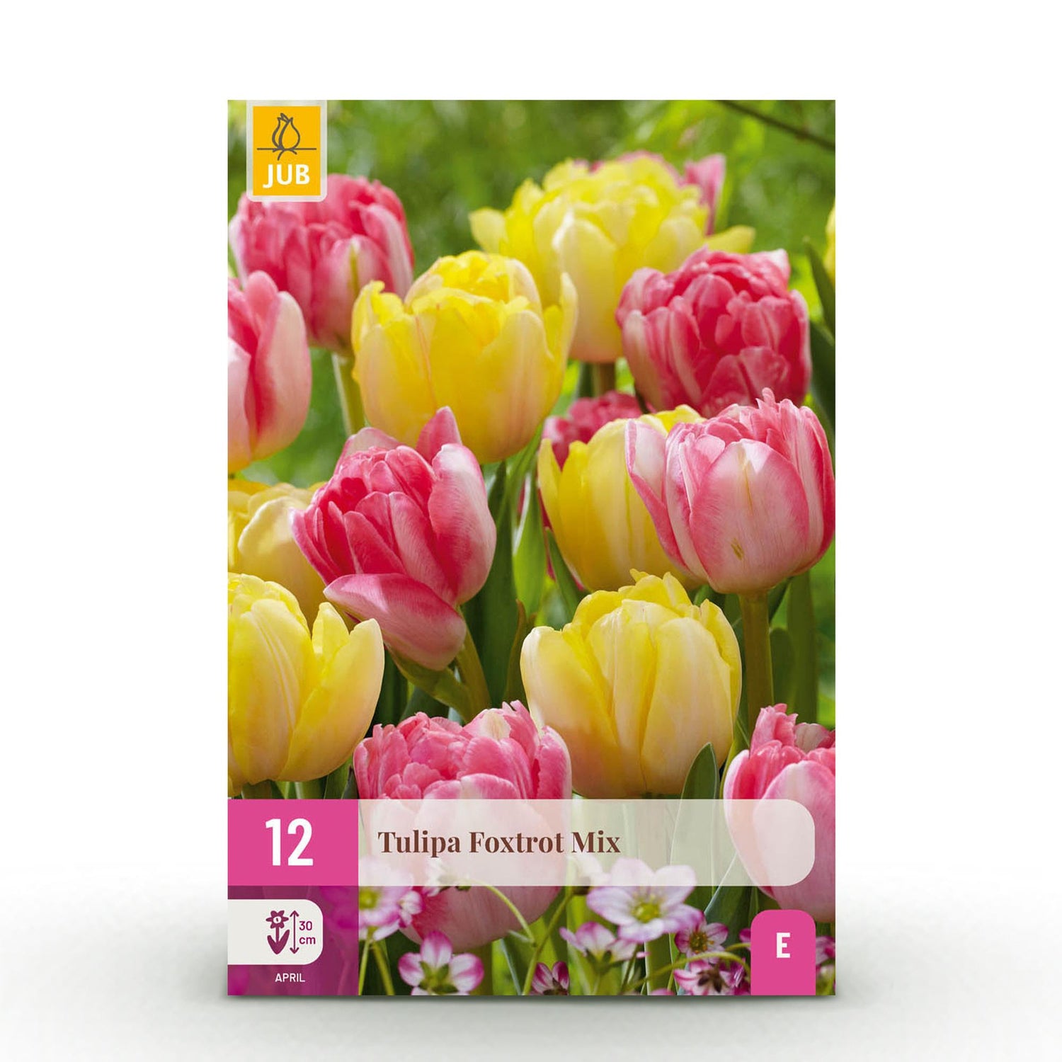 Everspring Tulpen Foxtrot Mix Zwiebeln, 12 Stück, bunt, 11/12, für frühlingshafte Gartenblumen, Pflanze, Thumbnail