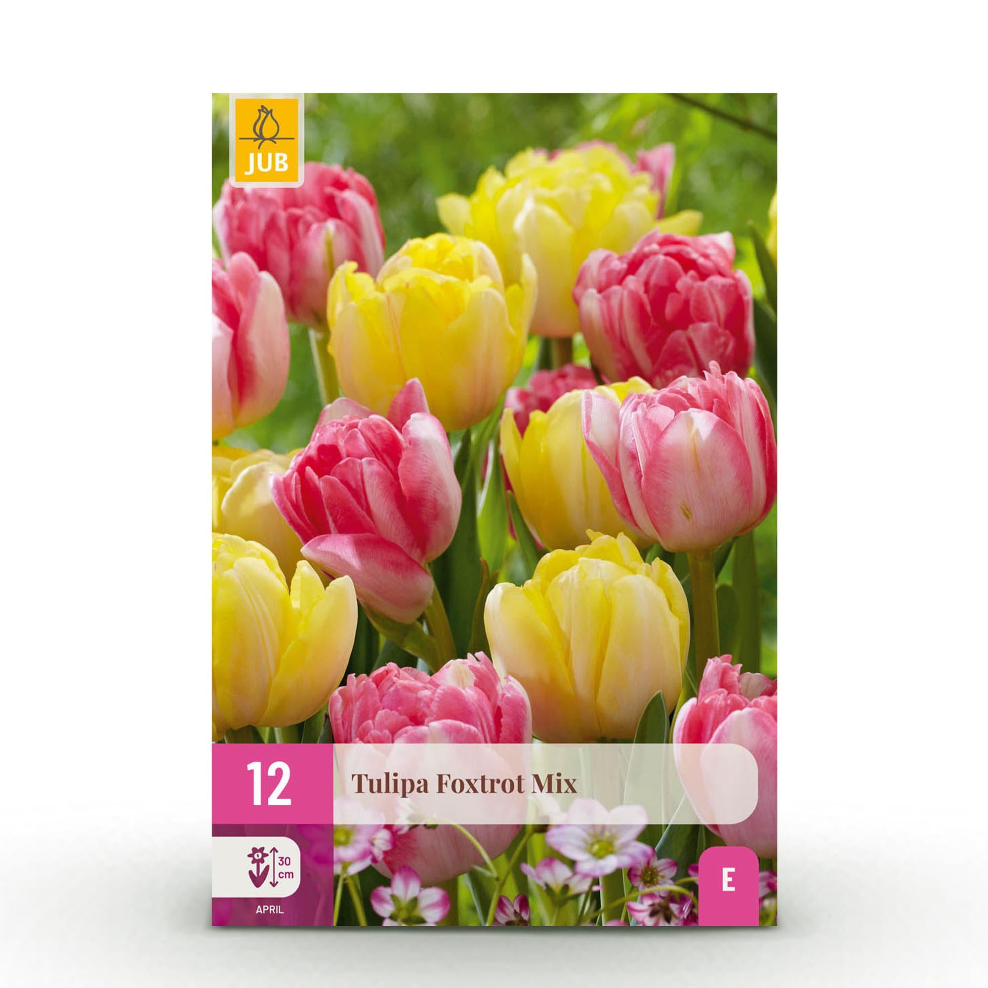 Everspring Tulpen Foxtrot Mix Zwiebeln, 12 Stück, bunt, 11/12, für frühlingshafte Gartenblumen, Pflanze, Thumbnail