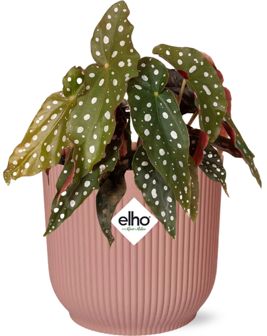 Everspring Begonia Maculata Pflanze in einem ELHO Vibes Fold 14cm Topf, rosa, mit grünen Blättern und weißen Flecken.