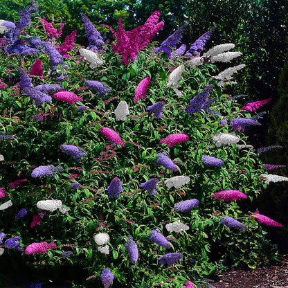 Schmetterlingsstrauch Buddleja davidii Tricolour mit rosa, weißen und lila Blüten, topf 17cm, schmetterlingsanziehend, laubabwerfend