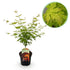 Japanischer Ahorn Acer palmatum Orange Dream im Topf, orangefarbiges Laub, 70cm hoch, laubabwerfend, Everspring.