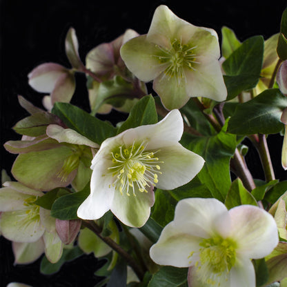Helleborus &
