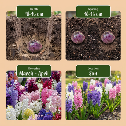 Hyazinthen-Mischung – Hyacinthus orientalis online kaufen | 20 bis 80 Blumenzwiebeln, bunt &amp; intensiv duftend – Wurzelwerk Design