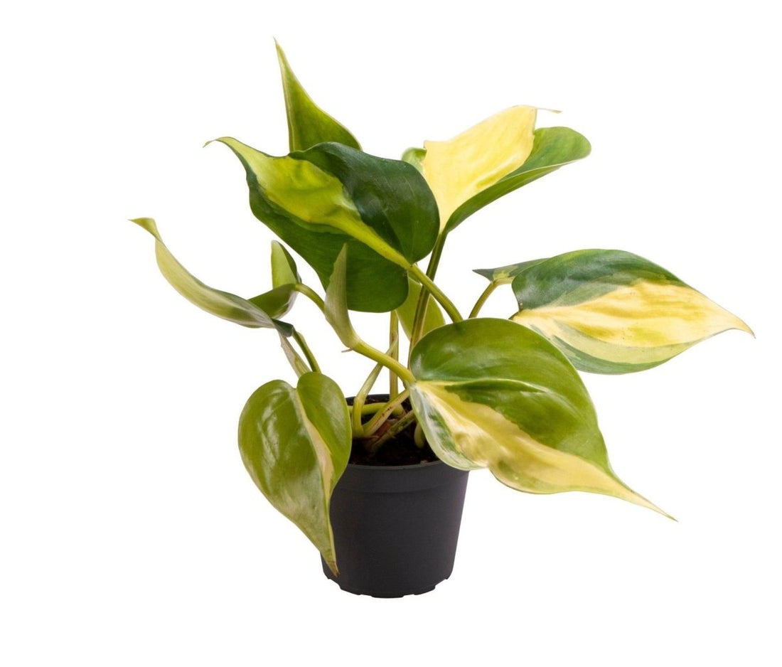 Kletterphilodendron &