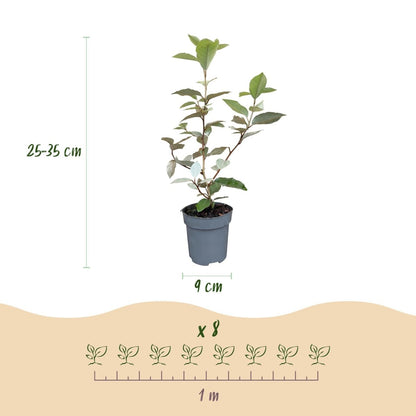 Ölweide kaufen – 8 Heckenpflanzen Elaeagnus ebbingei &