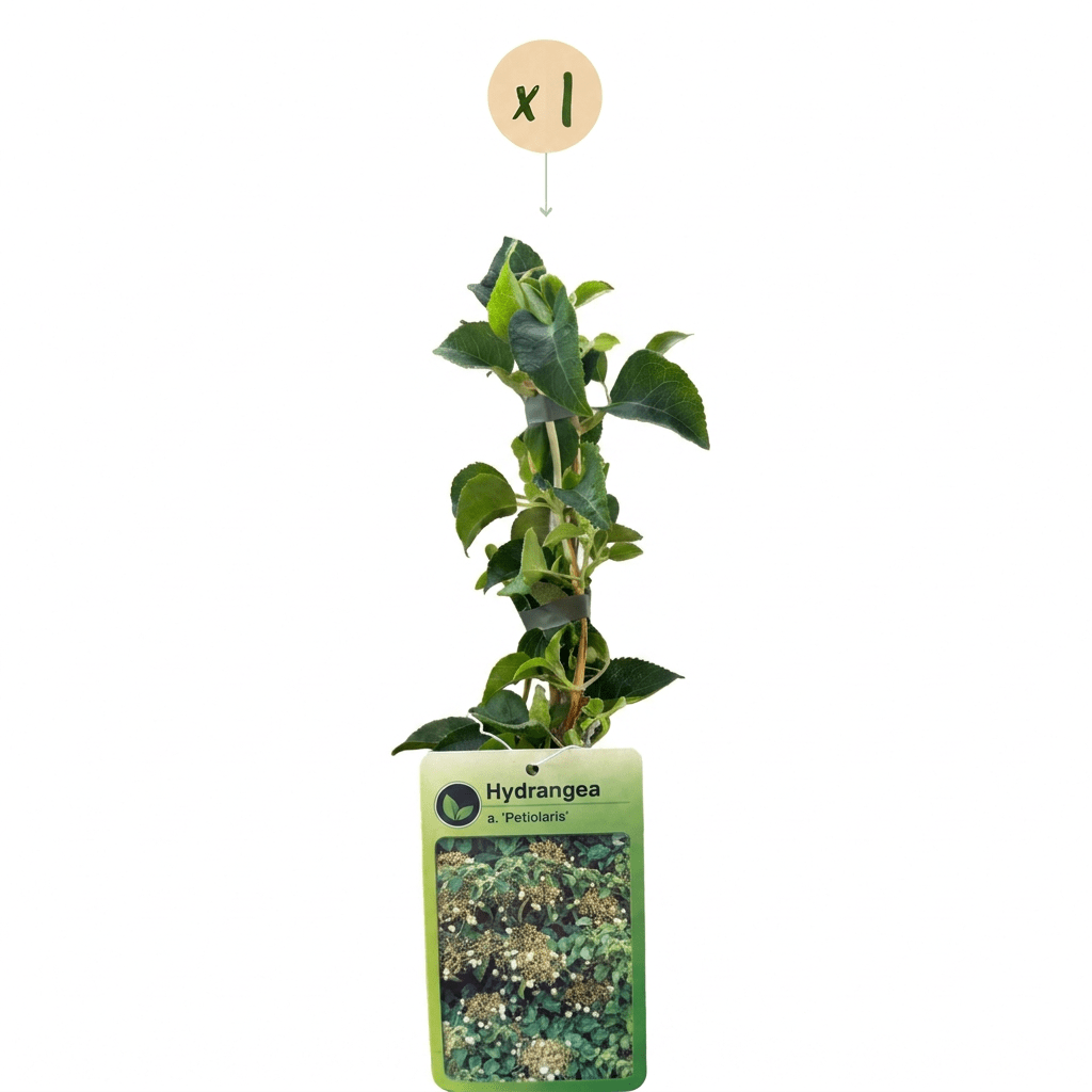 Kletterhortensie kaufen – Hydrangea anomala subsp. petiolaris | weiß, Ø 9 cm, Höhe 35 cm - Wurzelwerk Design