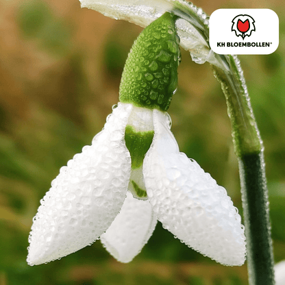 Schneeglöckchen – 30 Stück | Frühlingsbote für deinen Garten - Wurzelwerk Design