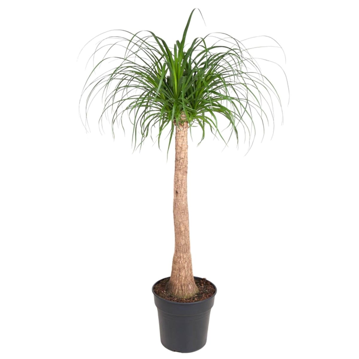 Beaucarnea Elefantenfuß 120 cm | Zimmerpflanze im Ø32 cm Topf – Pflegeleicht &amp; Exotisch - Wurzelwerk Design