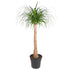 Beaucarnea Elefantenfuß 120 cm | Zimmerpflanze im Ø32 cm Topf – Pflegeleicht & Exotisch - Wurzelwerk Design
