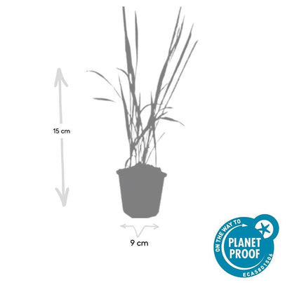 Imperata cylindrica ‘Red Baron’ – 24 Pflanzen Ø 9 cm – Japanisches Blutgras mit intensiver roter Färbung - Wurzelwerk Design
