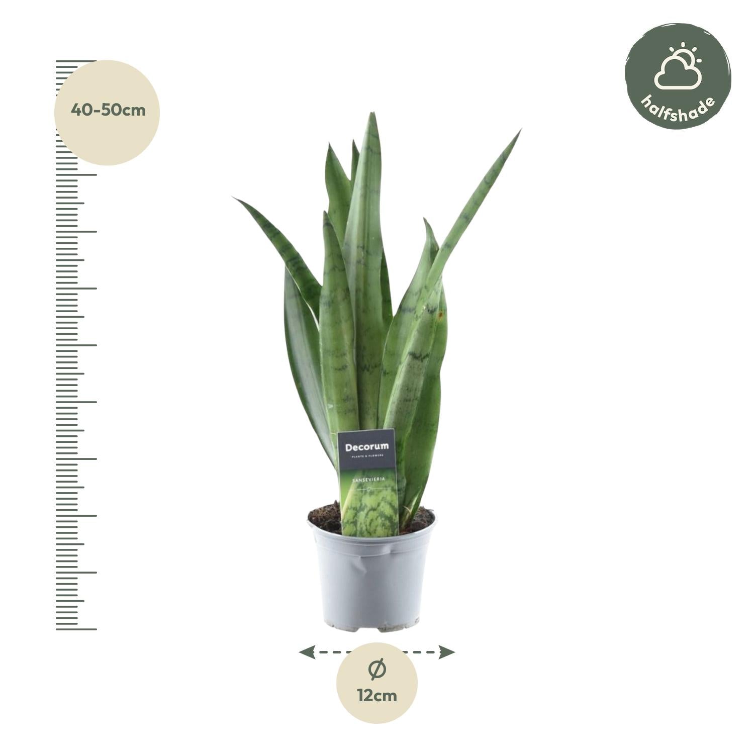 Sansevieria ‘Spearmint’ – 45 cm Bogenhanf in Mintgrün