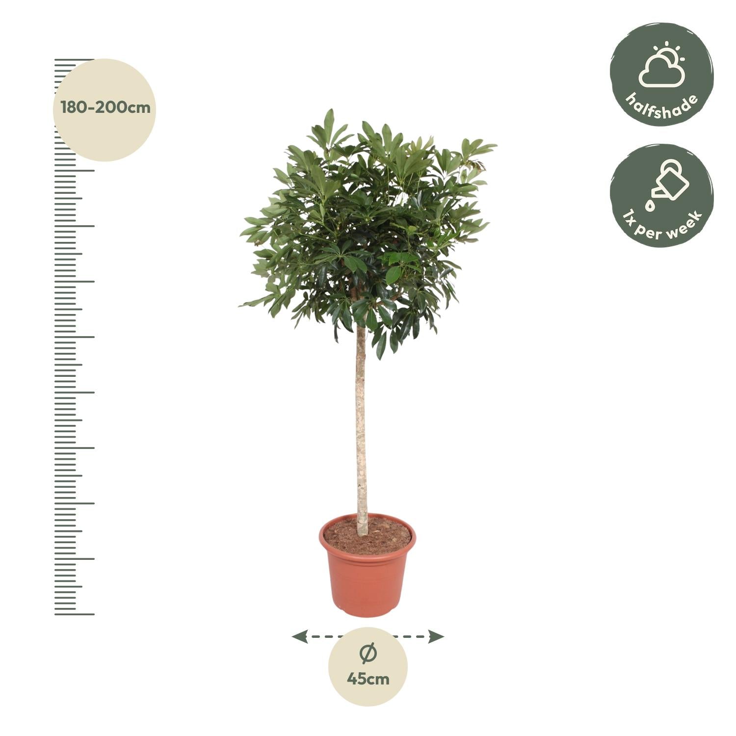 Everspring Schefflera Arboricola Compacta, 190 cm hohe Zimmerpflanze mit grünem Laub, Durchmesser circa 45 cm, im Top.