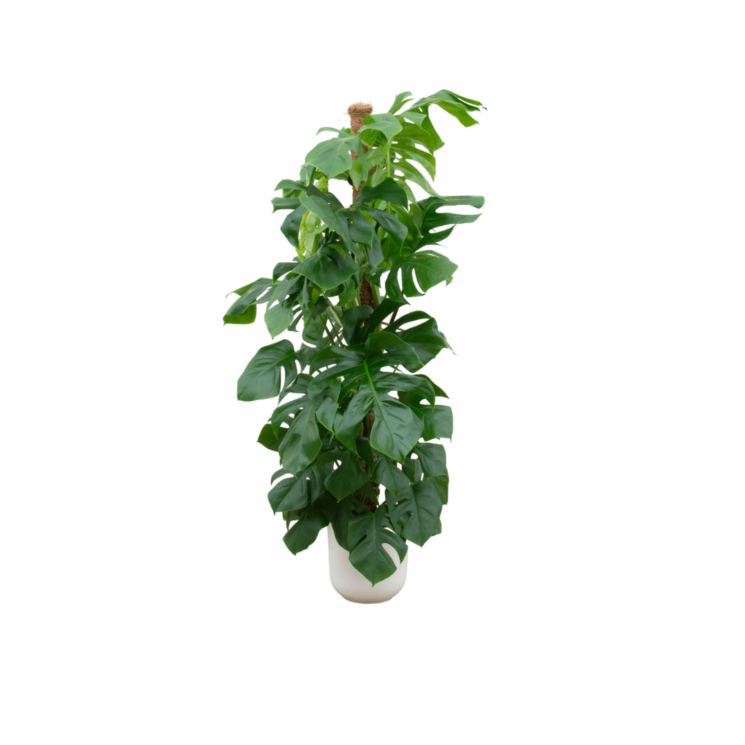 Monstera kaufen – Monstera Pertusum XL im Topf, ca. 120 cm - Wurzelwerk Design