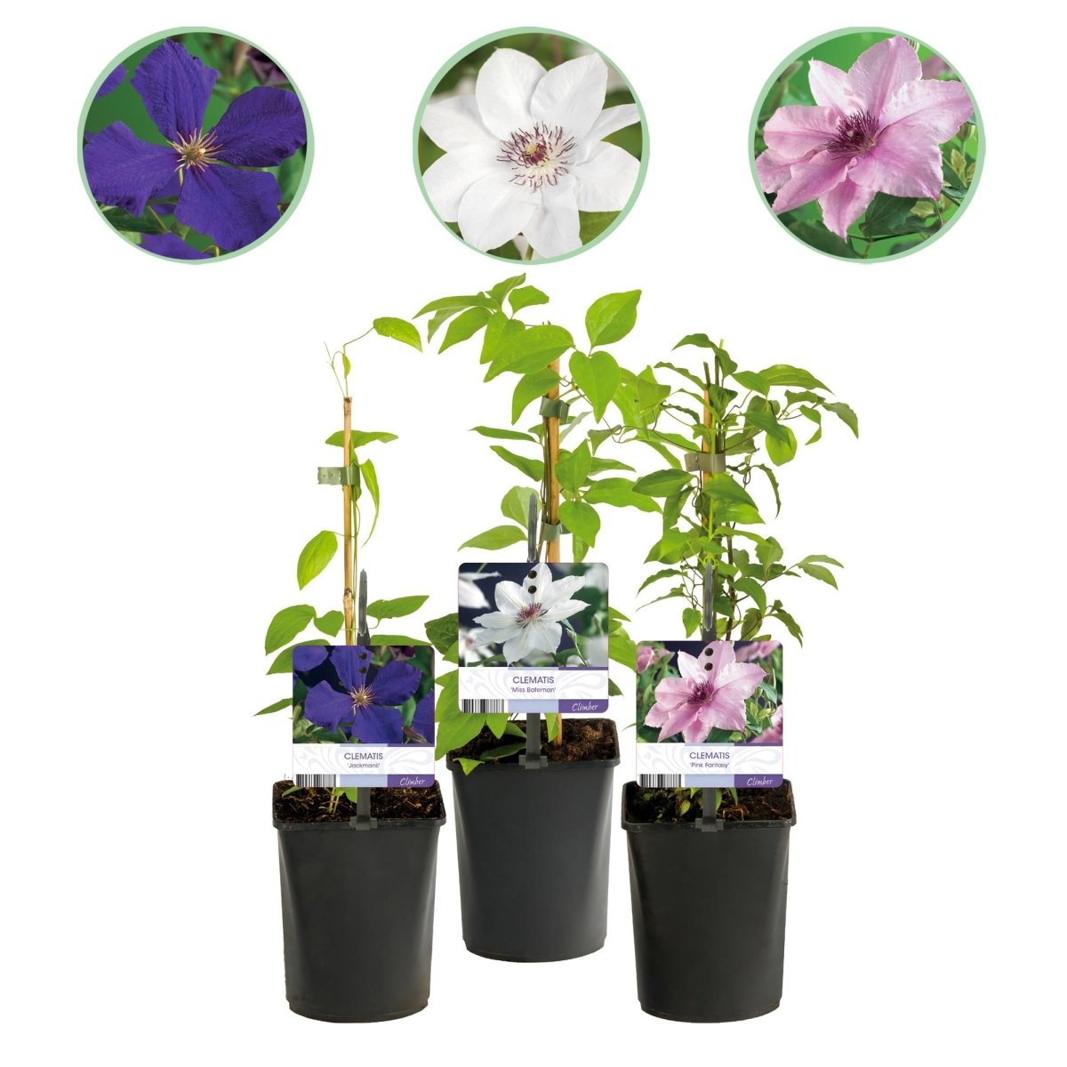 Clematis &