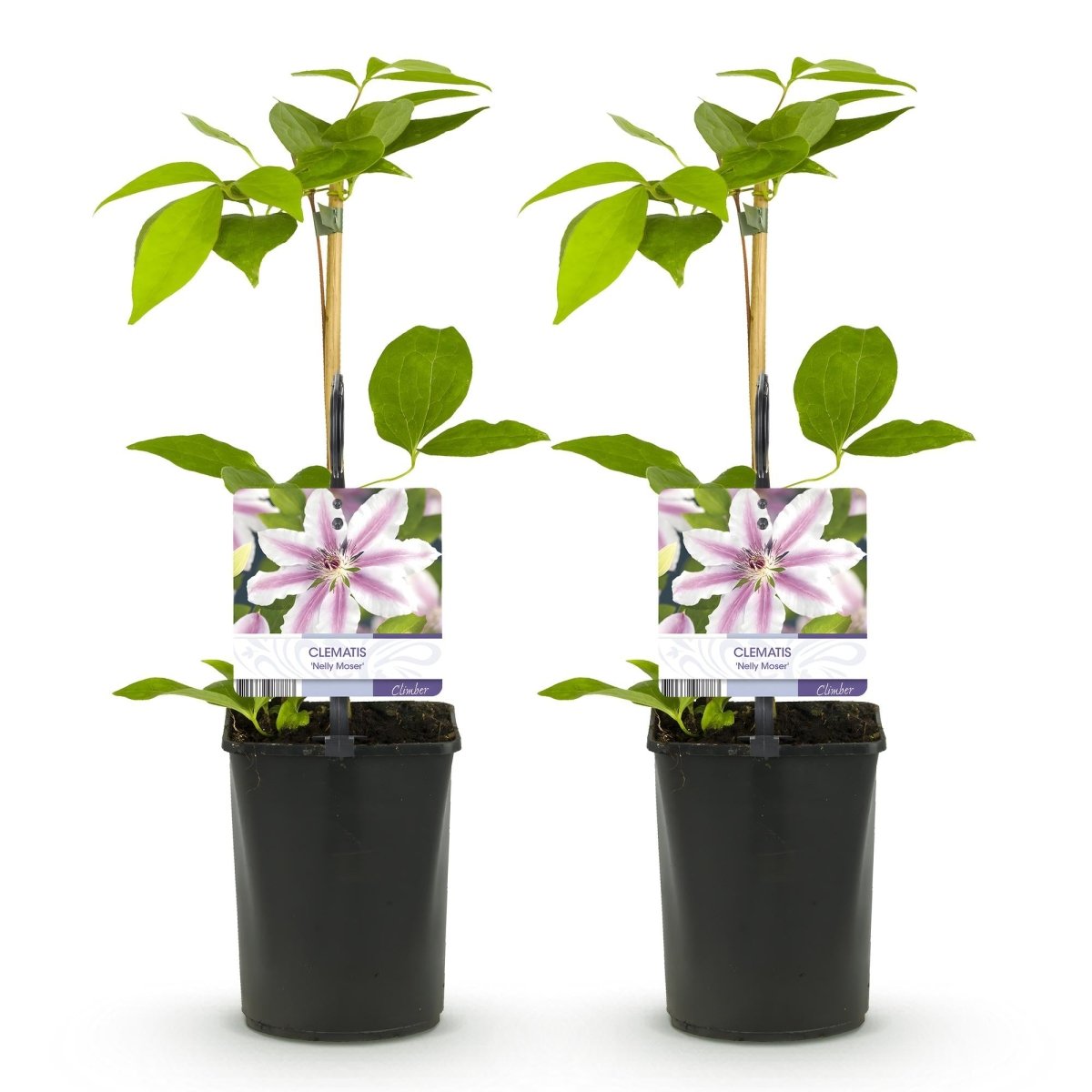 Kletterpflanze - Clematis Nelly Moser - Blüte Rosa - Wenig Pflege - 2 Pflanzen - Topf 11cm Höhe 40cm - Wurzelwerk Design