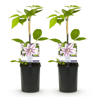 Kletterpflanze - Clematis Nelly Moser - Blüte Rosa - Wenig Pflege - 2 Pflanzen - Topf 11cm Höhe 40cm - Wurzelwerk Design