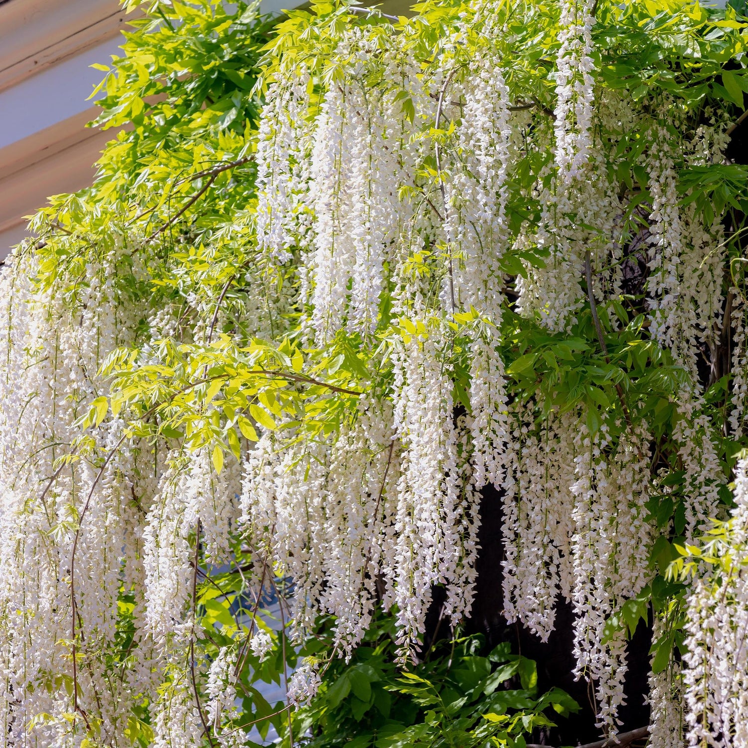 Blauregen Wisteria floribunda &