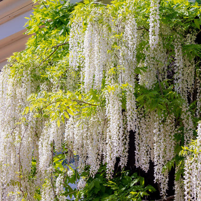 Blauregen Wisteria floribunda &