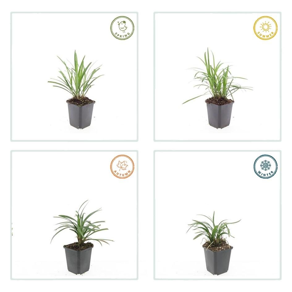 24x Liriope muscari ‘Monroe White’ - Höhe 10 - 25 cm - Ø 9 cm - Wurzelwerk Design