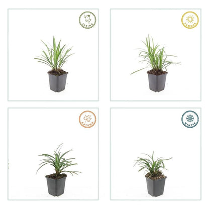 24x Liriope muscari ‘Monroe White’ - Höhe 10 - 25 cm - Ø 9 cm - Wurzelwerk Design