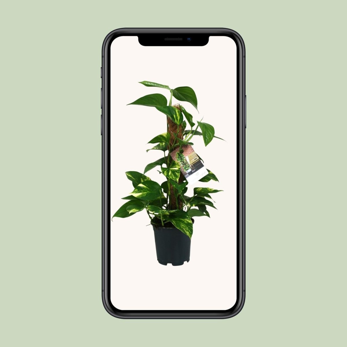 Scindapsus Epipremnum - Ø15cm - ↕50cm - Wurzelwerk Design