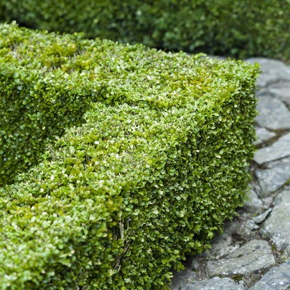 Buchsbaum – Buxus sempervirens online kaufen | 6 Pflanzen für 1 m Hecke, immergrün &amp; formschnittfest – Wurzelwerk Design