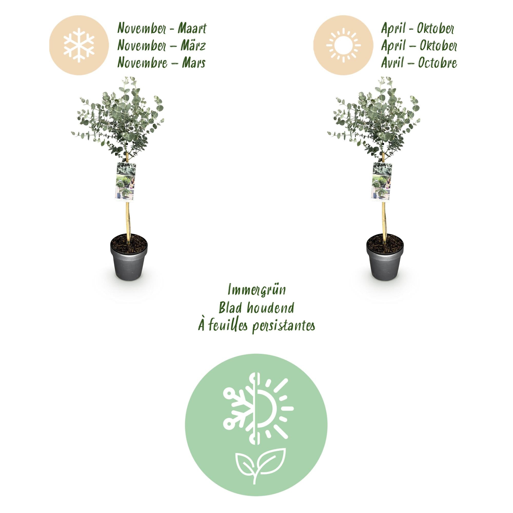 Eukalyptus Azura Stämmchen – Eucalyptus gunnii online kaufen | Silberlaub, Duftend &amp; Winterhart – Wurzelwerk Design