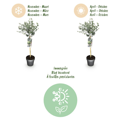 Eukalyptus Azura Stämmchen – Eucalyptus gunnii online kaufen | Silberlaub, Duftend &amp; Winterhart – Wurzelwerk Design