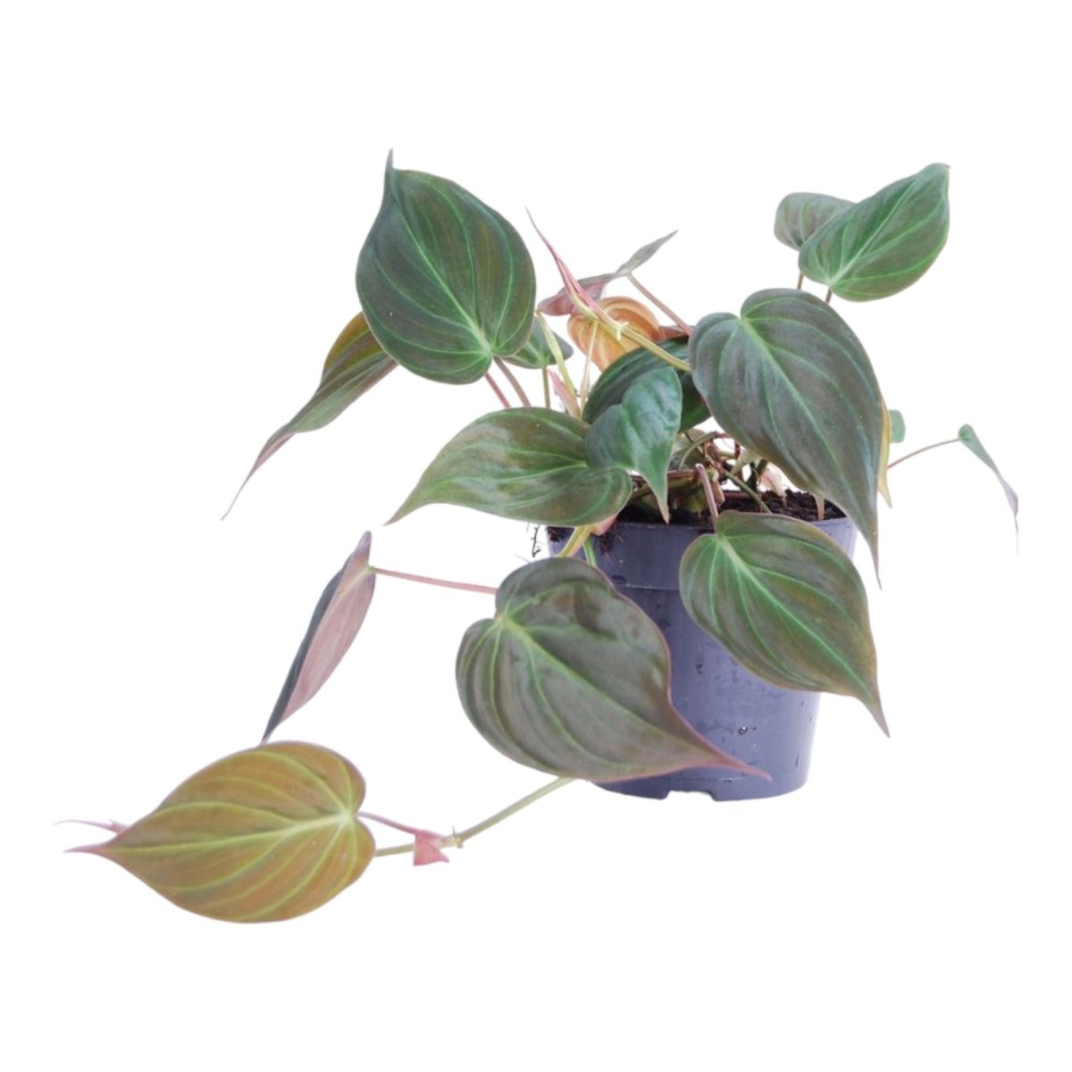 Philodendron scandens ‘Micans’ 25 cm | Herzblatt - Philodendron im Ø12 cm Topf – Samtige Trendpflanze - Wurzelwerk Design