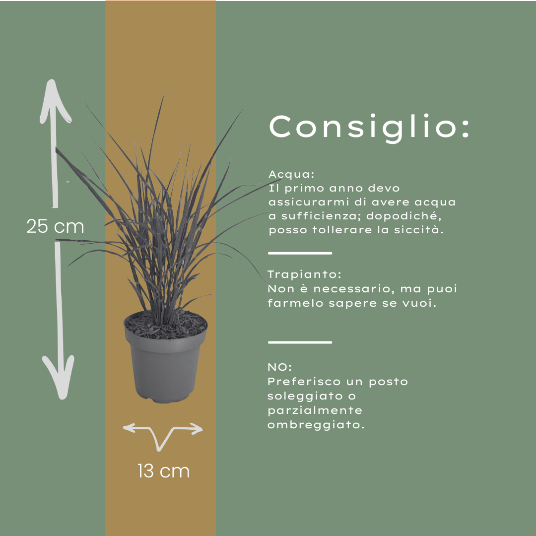 Zebragras kaufen | 3× Miscanthus sinensis Zebrinus, Ø 12 cm