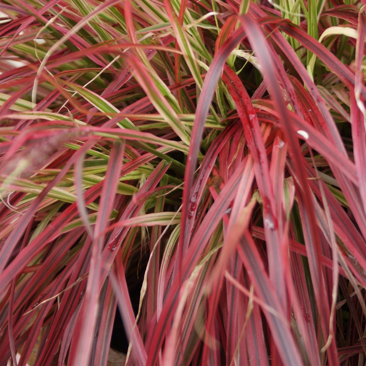 Uncinia rubra &