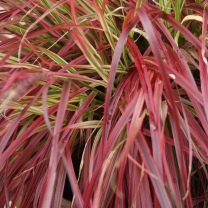 Uncinia rubra &