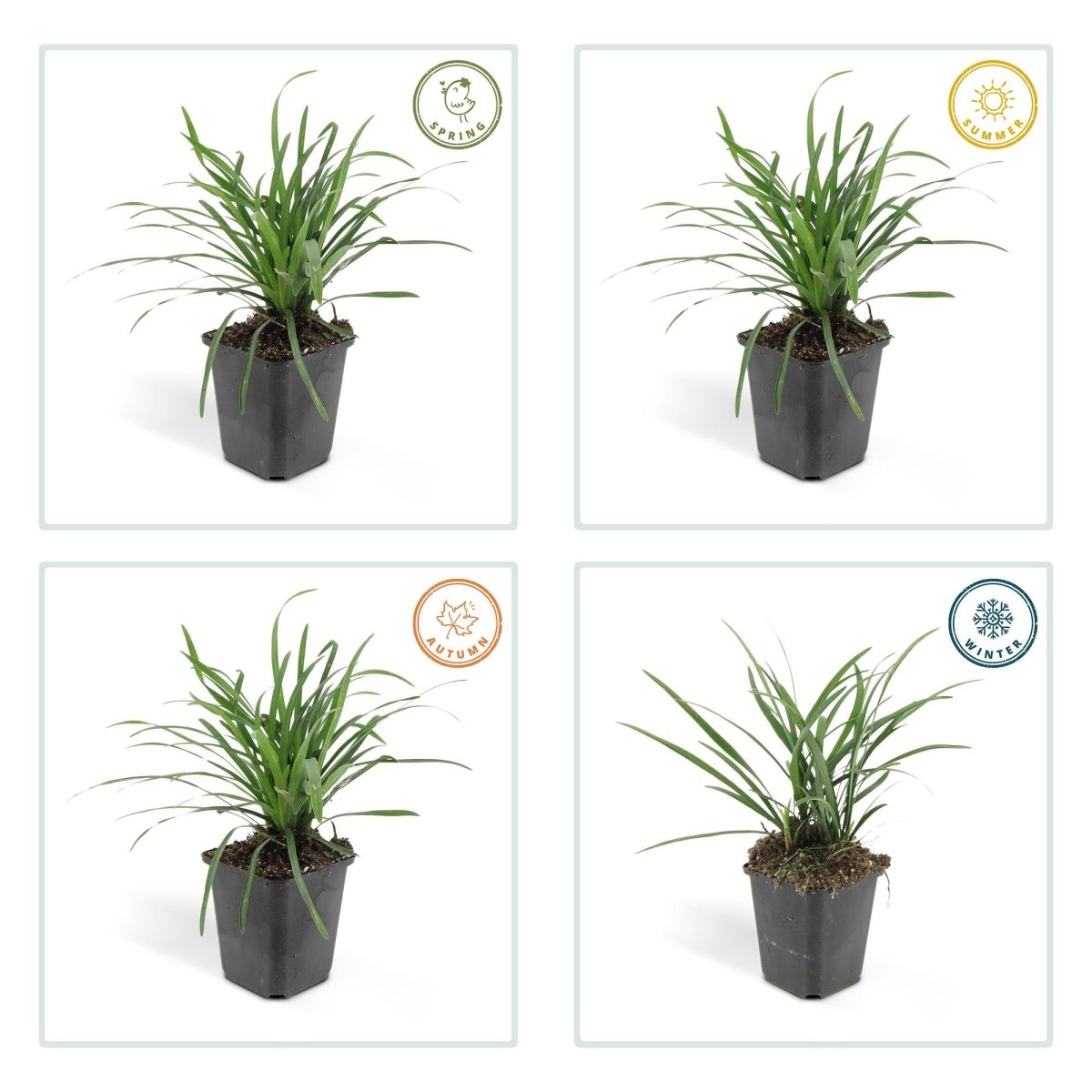 Liriope muscari &